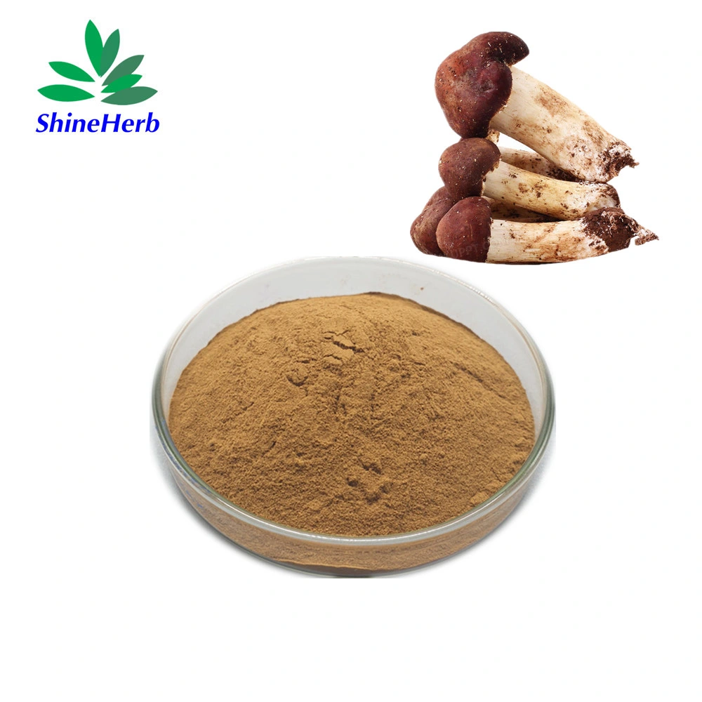 Agaricus Blazei Murill Extract Fresh Matsutake Mushroom Tricholoma Matsutake Extract