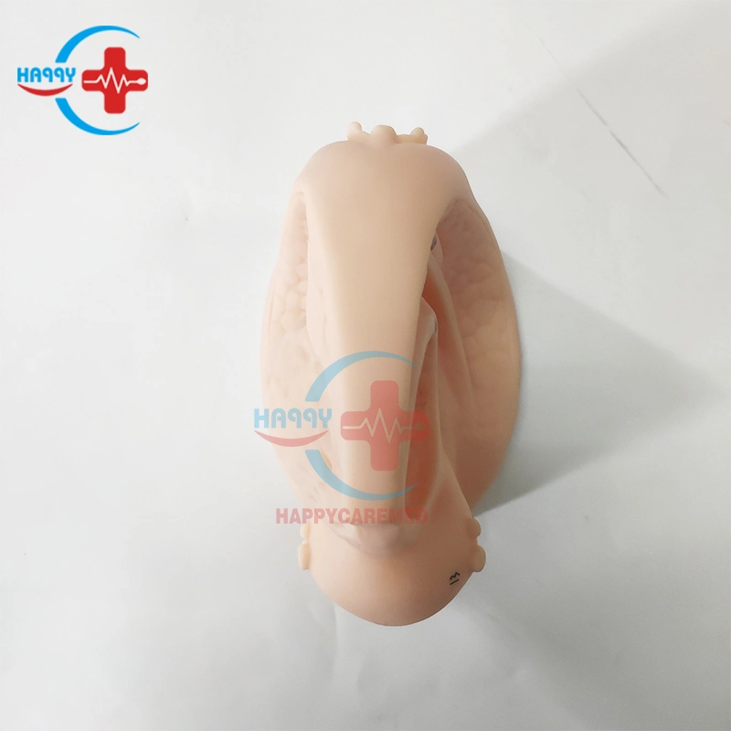 Hc-S131 Advanced Female Anatomy Catheter Model Female Genital Organs Model