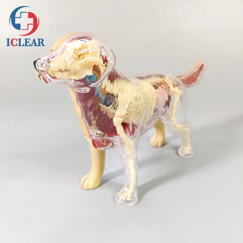 Perro de PVC importados modelos anatómicos de animales para la enseñanza médica