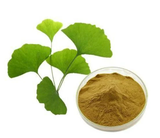 Ginkgo Biloba Extract Powder with 4: 1 10: 1