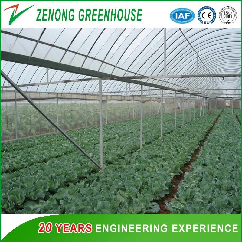 Film Greenhouse with Cooling Pad and Fan System for Cooling Down