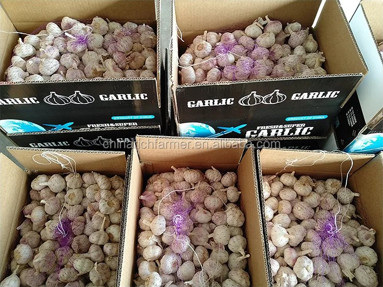 Buy Chinese Garlic Fresh Garlic Supplier Red Garlic