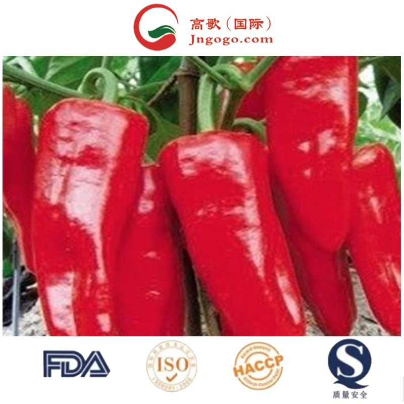 180 Asat Sweet Paprika Chili Big Chili for Seasoning Pepper Red Dry Chilli Whole Spanish Chili