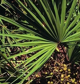 25%, 45% Fatty Acid Saw Palmetto Extract (Serenoa repensBartr. Small)