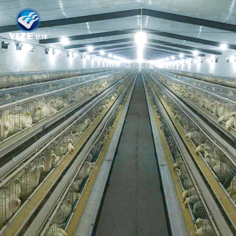 a Type Chicken Cages Egg Layer Chicken Cage Poultry Equipment Chicken Farming with Automatic Feeder