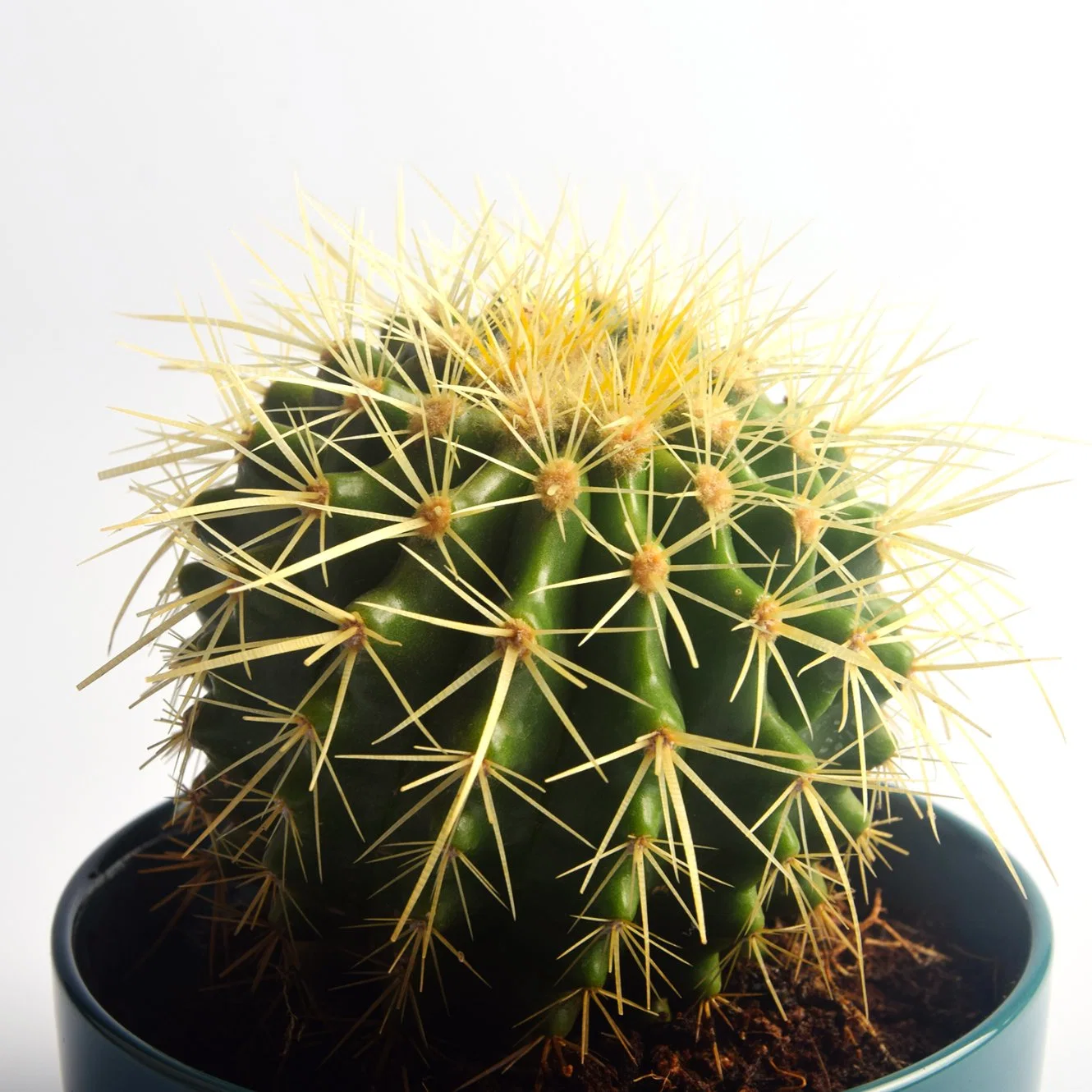 Different Size Golden Barrel Seeding Plant Cactus Indoor Garden Home Decoration Golden Ball