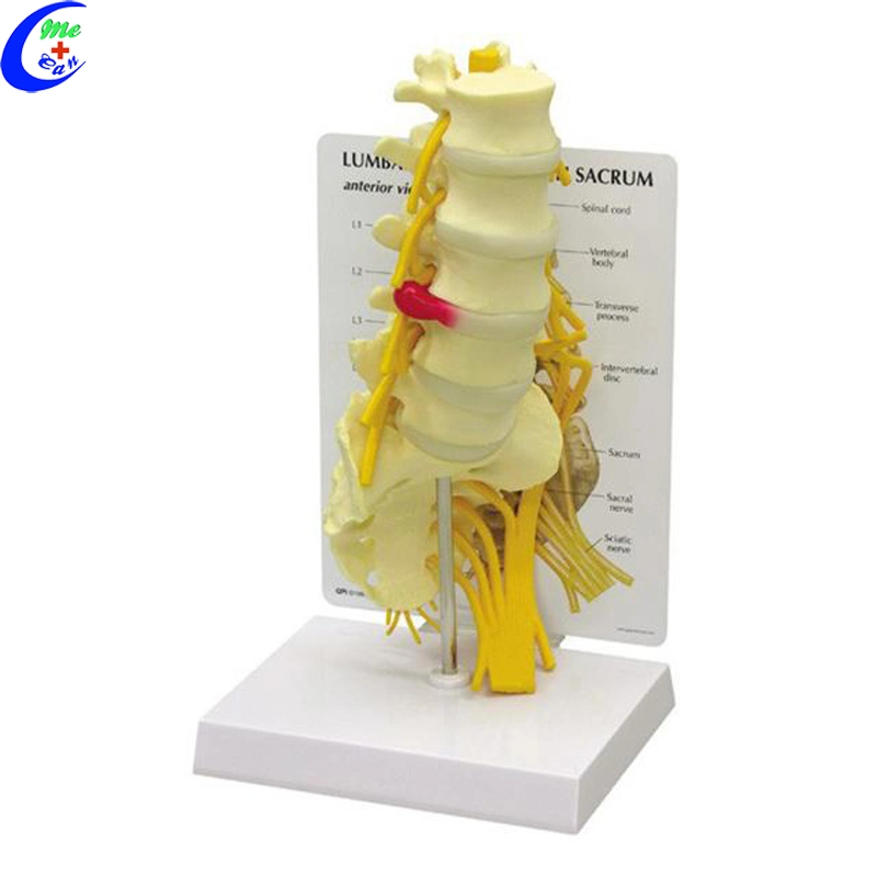 Human Anatomy Spine 3D Model