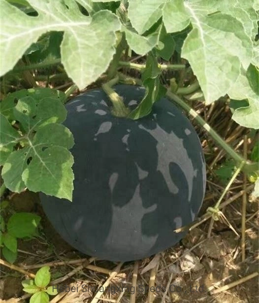 Black Color Globe Watermelon Seeds F1 hybride Watermelon graine