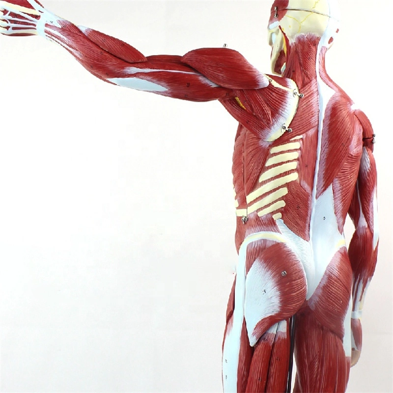 Anatomical 85cm High Human Muscular Figure Model 30 Parts