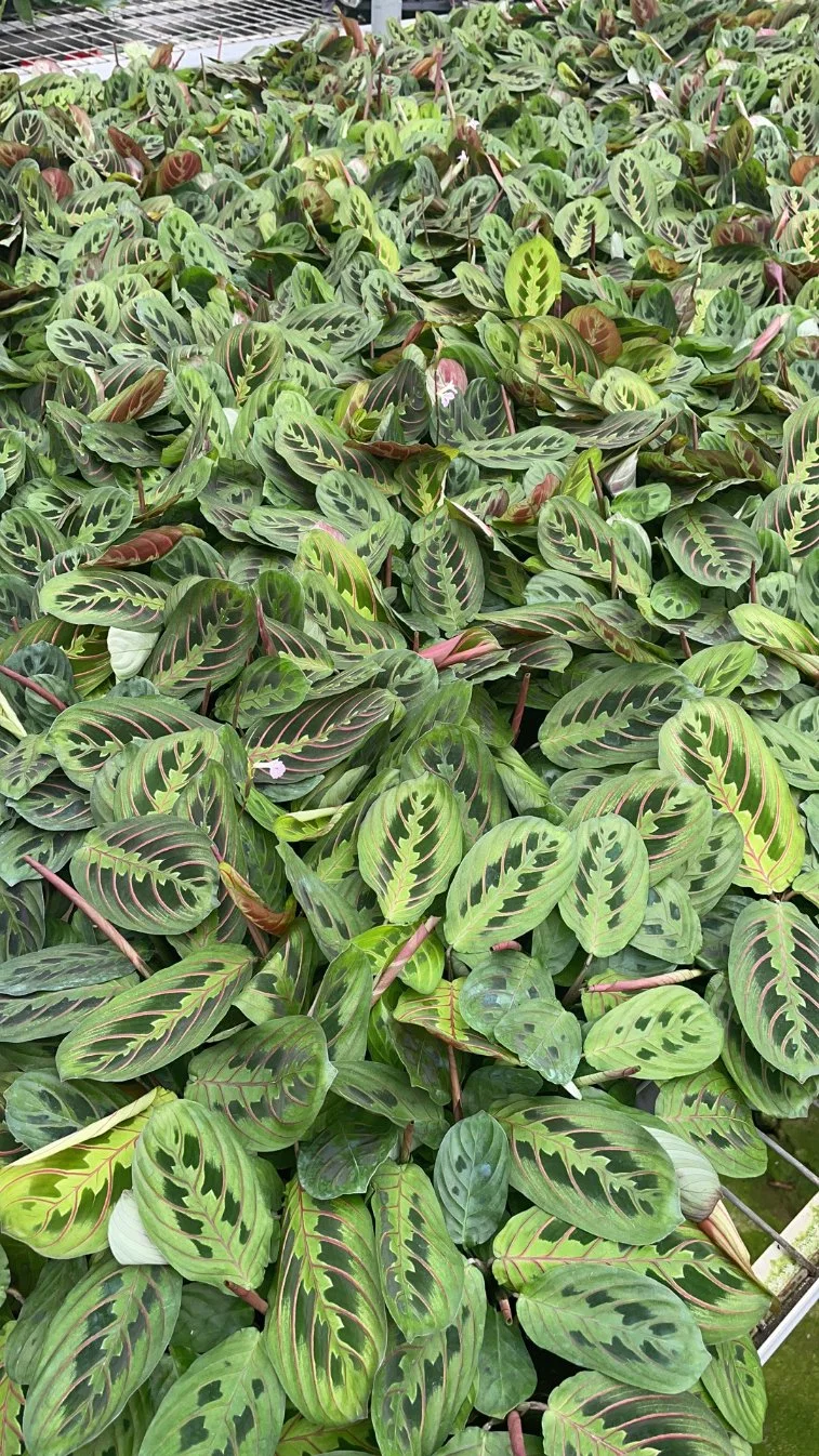 Maranta Leukoneura Erythroneura Tissue Culture النباتات Invitro