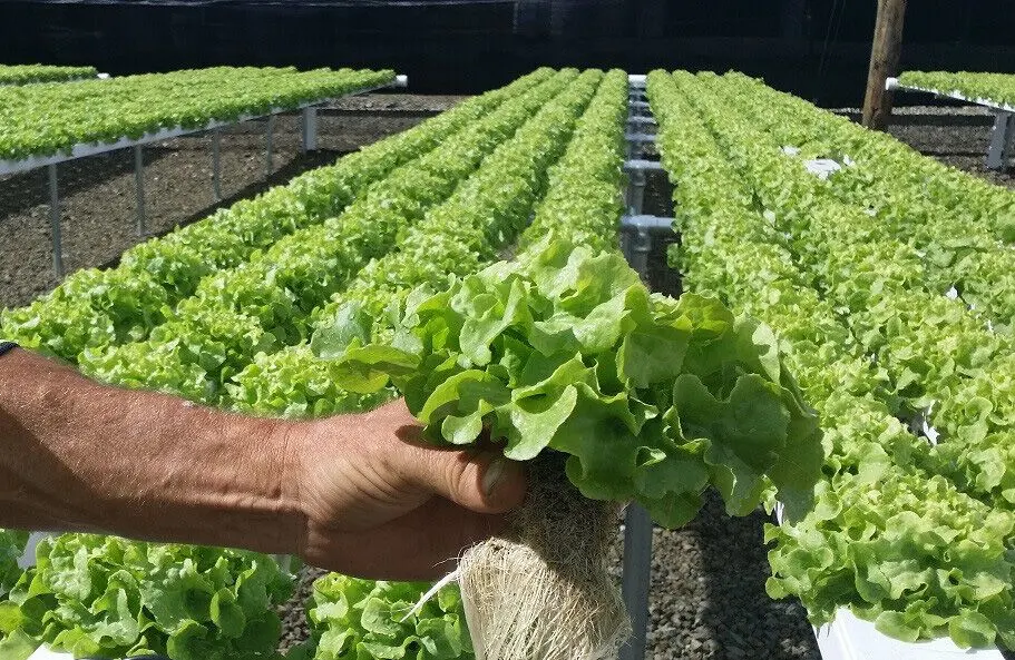 Nft Channel Hydroponics System for Vegetable Indoor Growing Vertical System