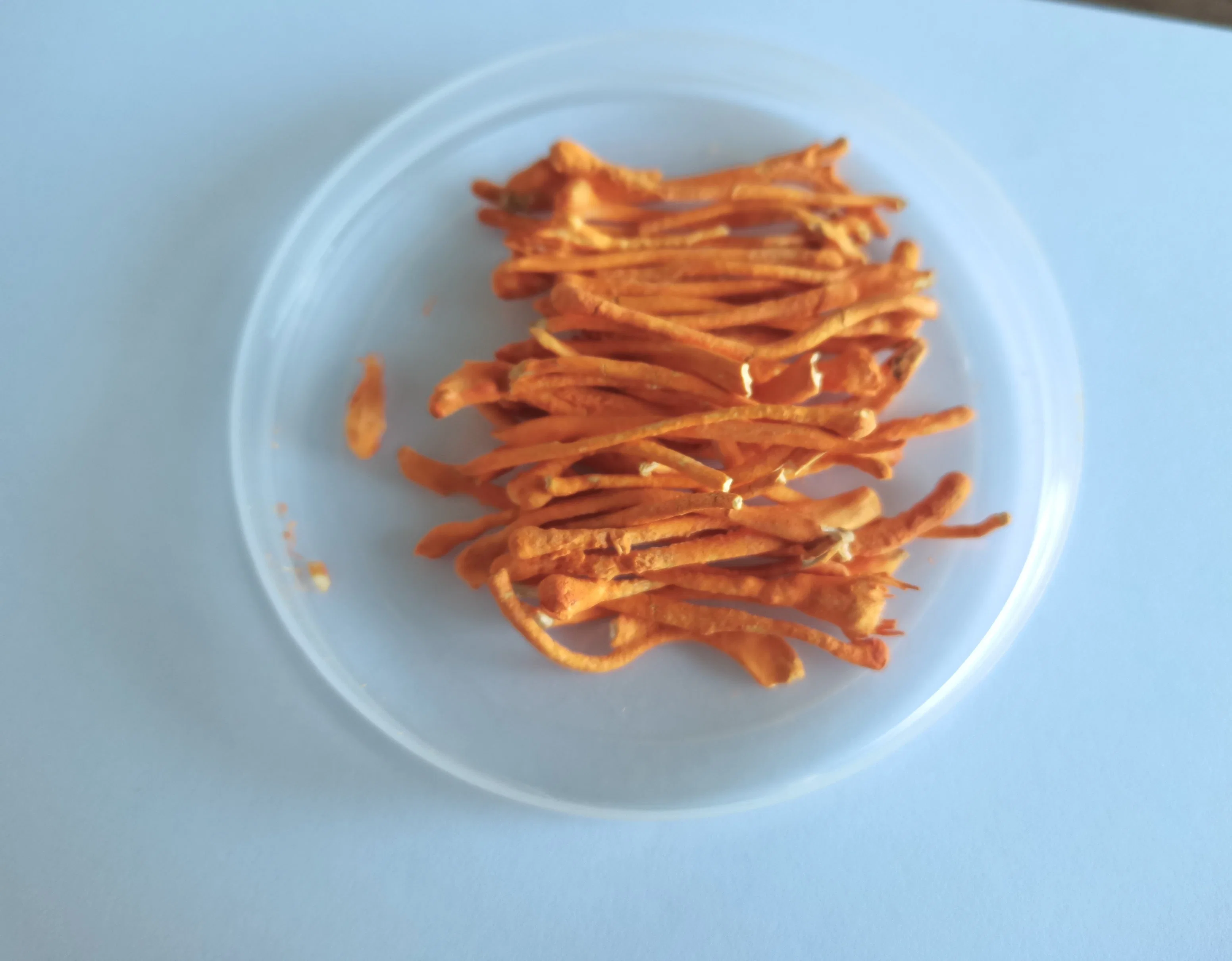 Manufacturers Straight Hair Wholesale/Supplier Authentic Dried Cordyceps Sinensis