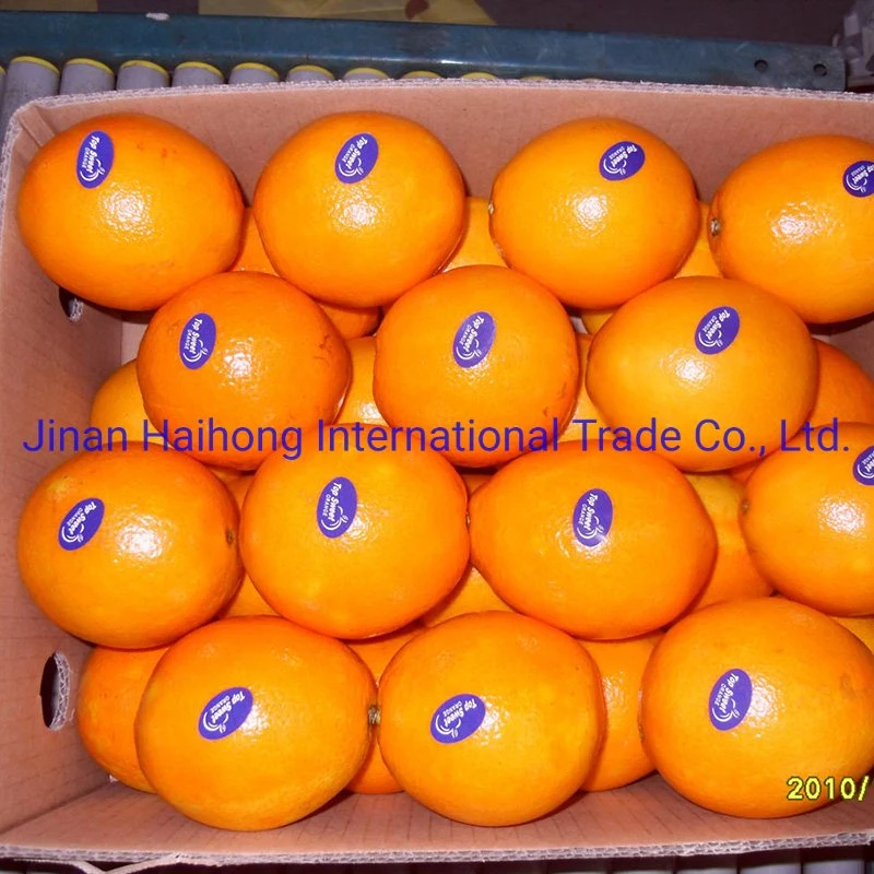 China mejor calidad orgánica dulce mandarina