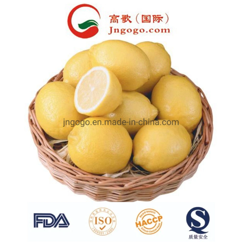 Grade a Fresh Lemon Eureka for Exporting