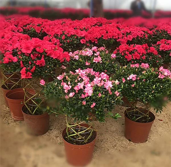 Azalea Braided Basket Shape