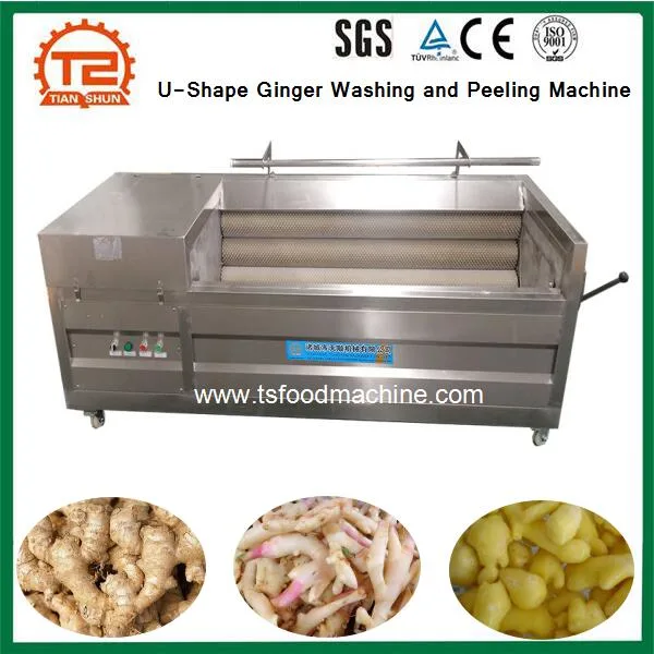 Industrial Vegetable Cleaning Equipment U-Shape Ginger Washing and Peeling Machine