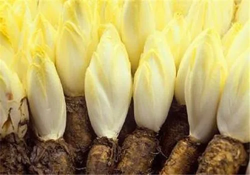 Factory Supply 100% Natural Chicory Extract with Inulin 90%