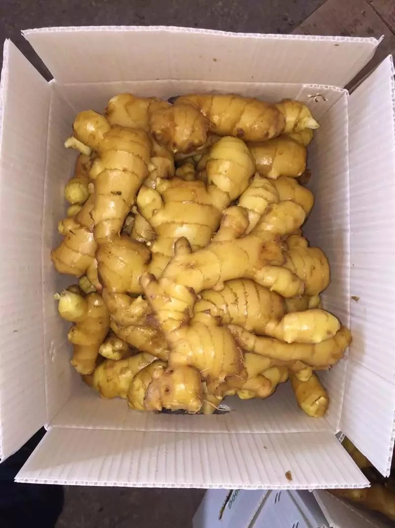 High-Quality Agriculture Products: Fresh Ginger From Shandong