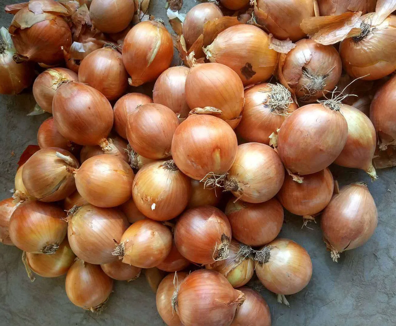 China Natural Vegetable Huge Good Quality Red Onion Yellow Onion Laiwu Manhing Supply