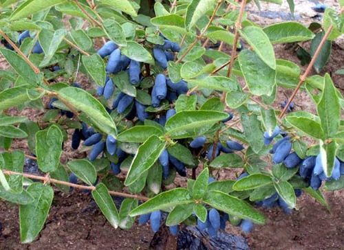 Extracto de hierbas Nutural Madreselva polvo fruto azul 10: 1 Anthocyanidins No añade fábrica de azúcar de la oferta