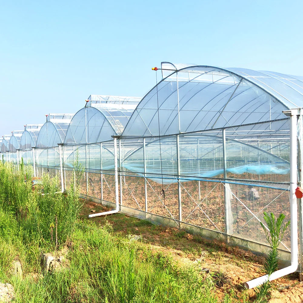 Venlo Arch Double Tempered Glass Greenhouse Film mit Hydrokultur wächst / Bewässerung System für Gemüse/ Blumen/ Tomate/ Garten