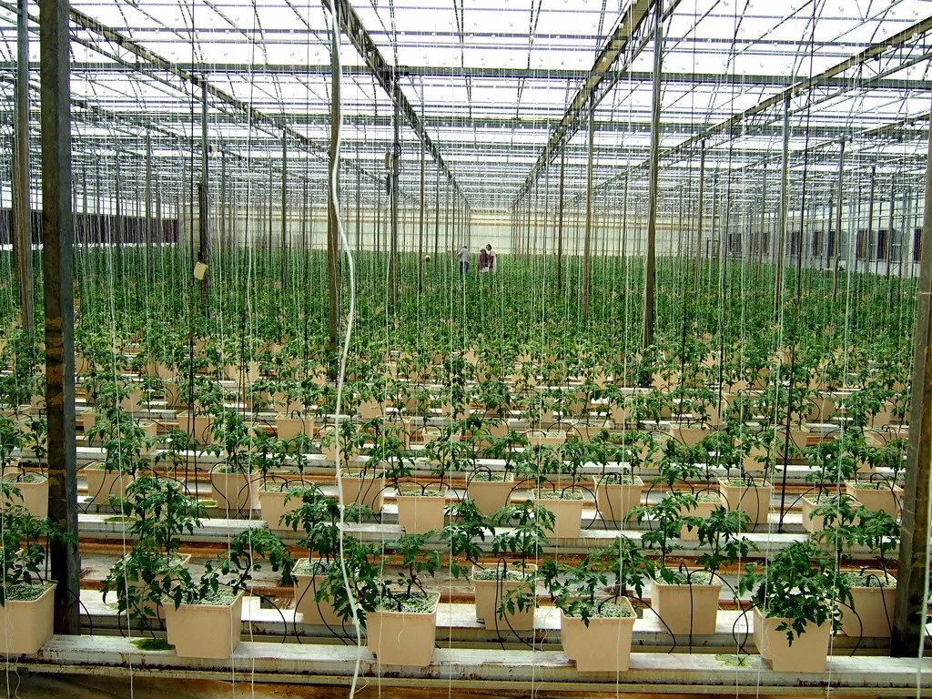 Hydroponics Greenhouse