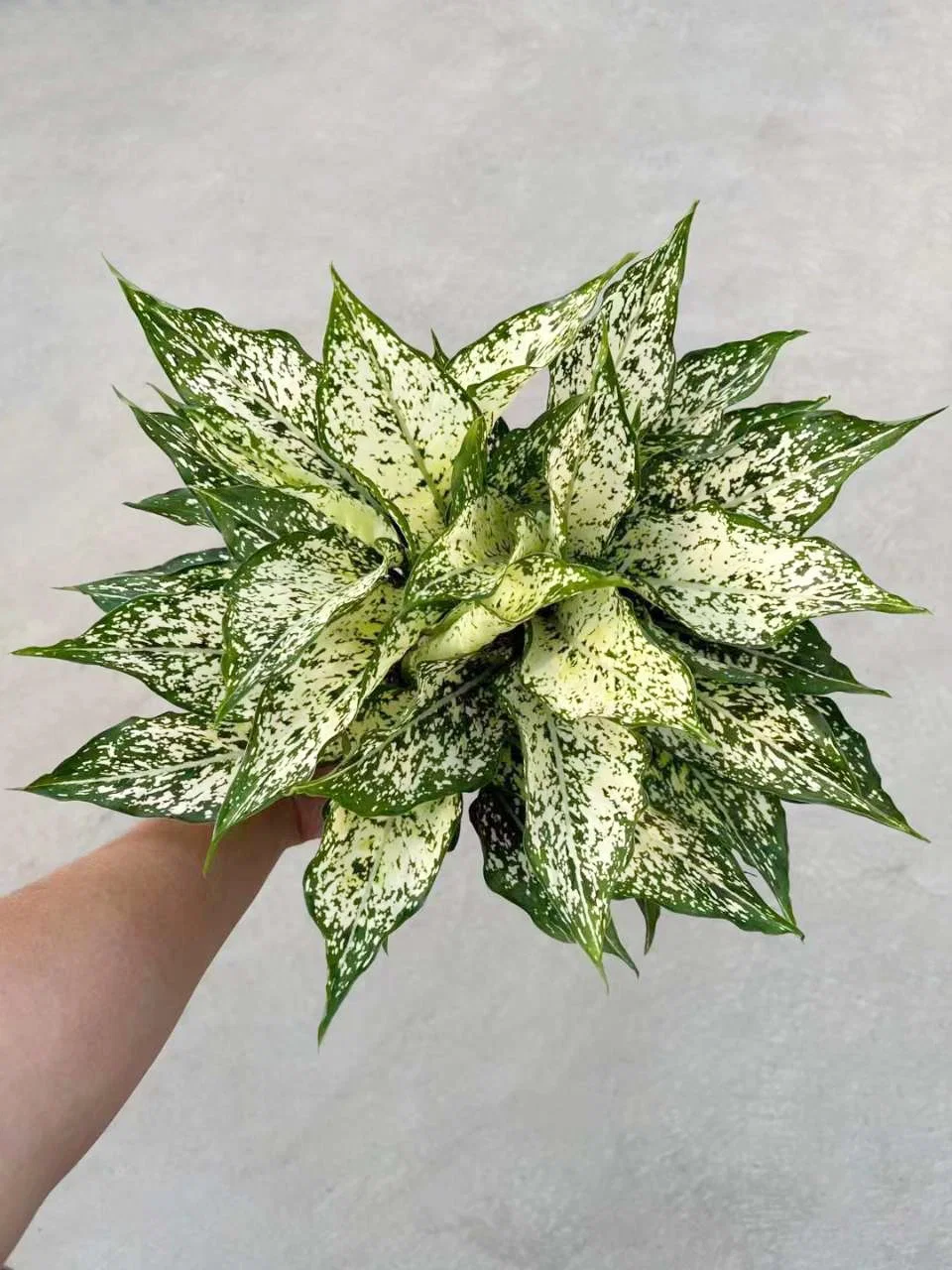 Aglaonema лимона