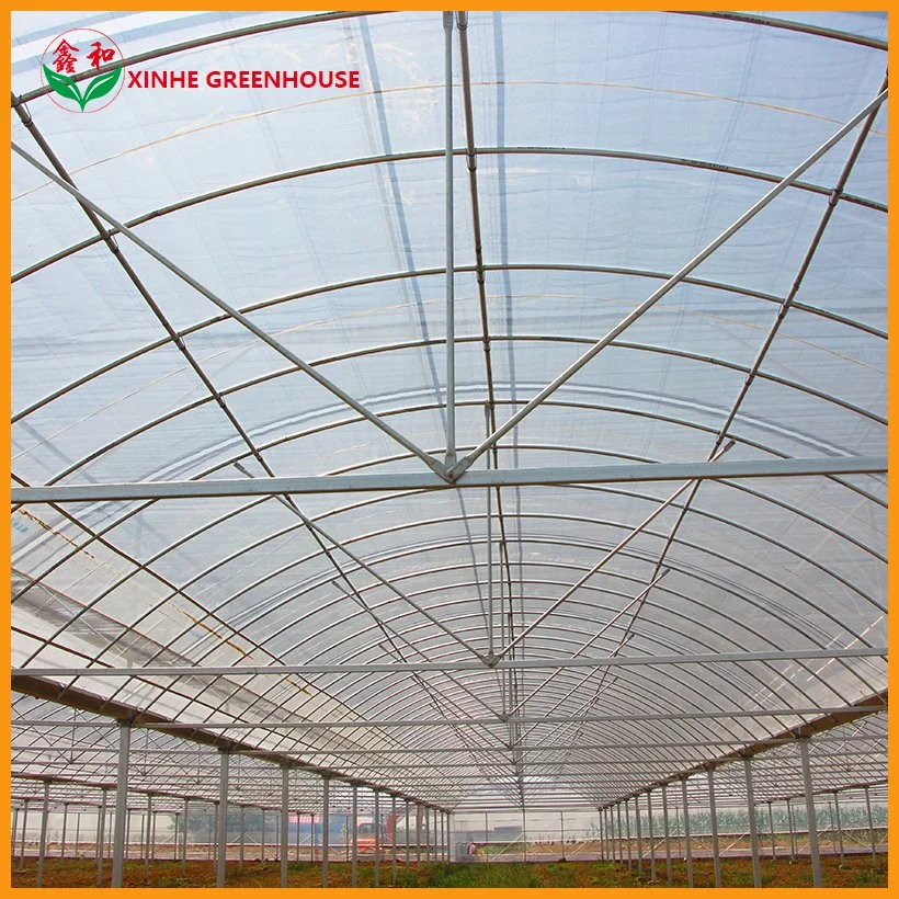 10000m2 Agricultural/Commercial /Multi- Span Film/Po/PE/Plastic Green House for Tomatoes/Cucumber/Peppers/Strawberry with Hydroponic System/Drip Irrigation