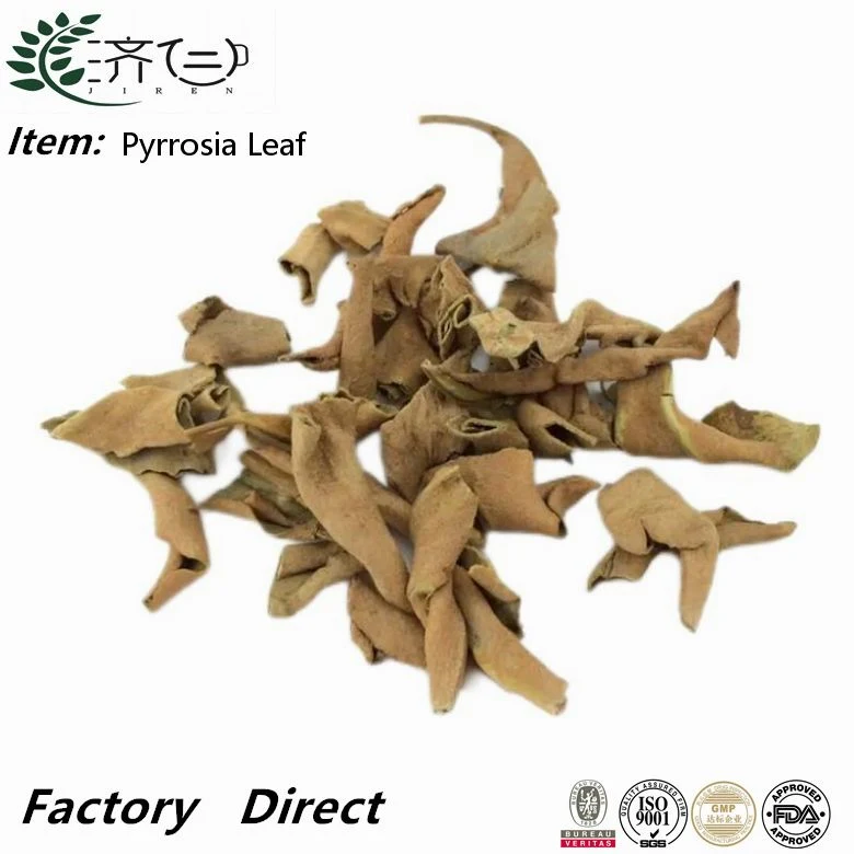 High quality/High cost performance  Natural Chinese Herbal Medicine Pyrrosia Lingua Shiwei