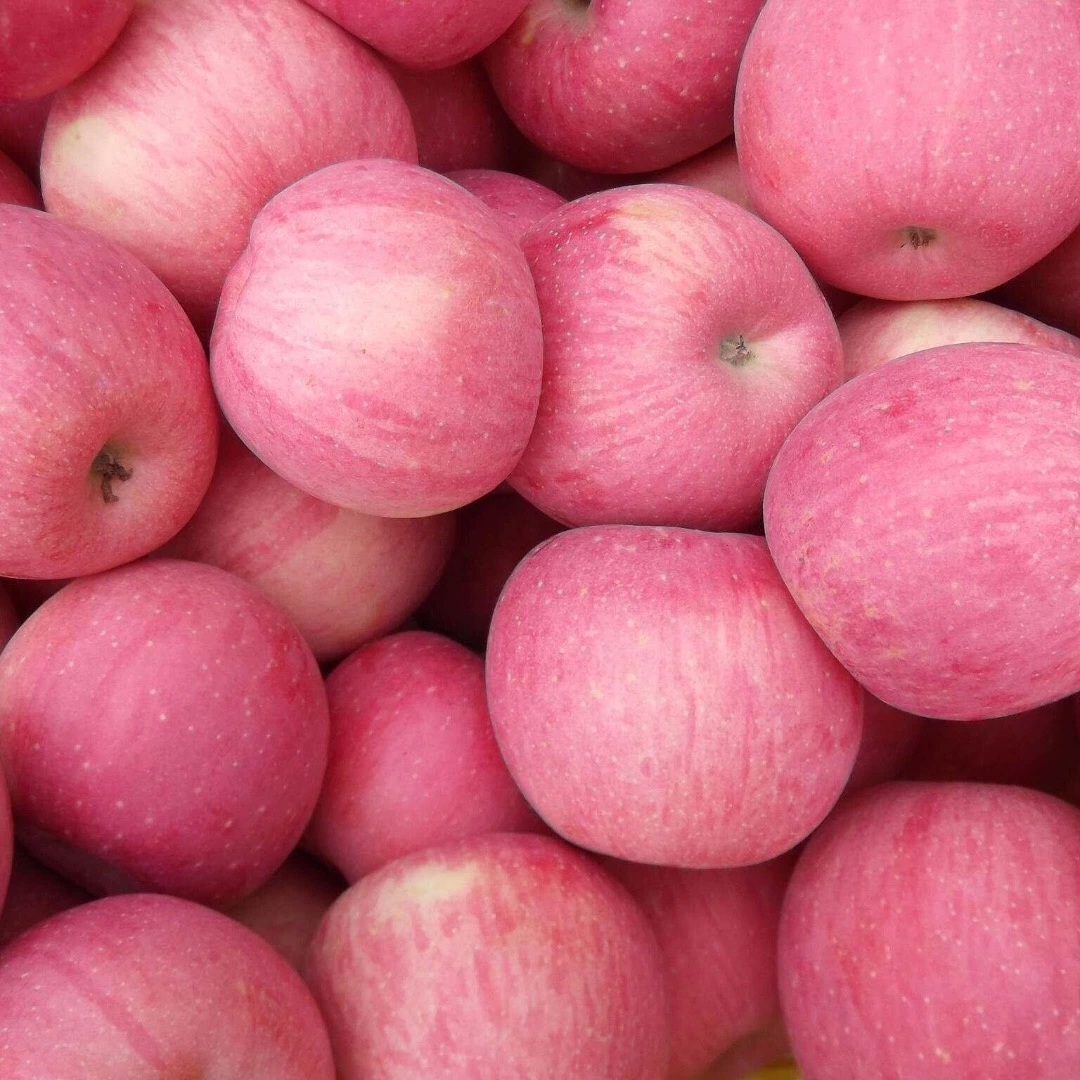 Fresh Chinese Paper Bagged/Plastic Bagged /Non Bagged FUJI Apples