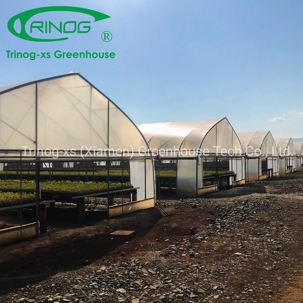 Trinog Greenhouse Cultivation Hydroponics System Single Span Film Greenhouse Agriculture Greenhouse for Sale