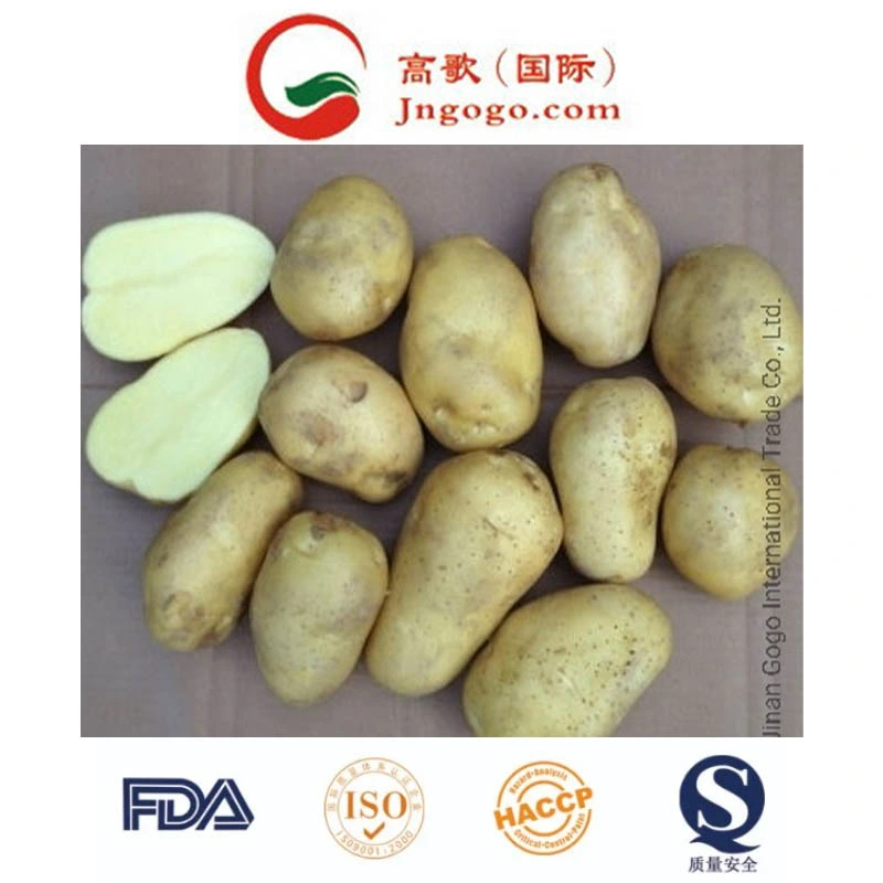 New Crop Fresh Potato Supplier (150g and up)