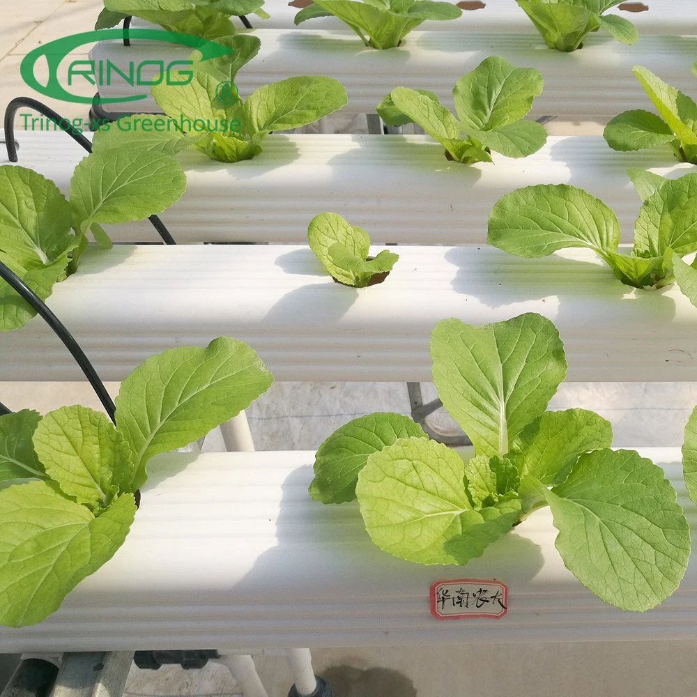 Nouveau système de culture hydroponique Film Green House pour la croissance de fleur de légumes