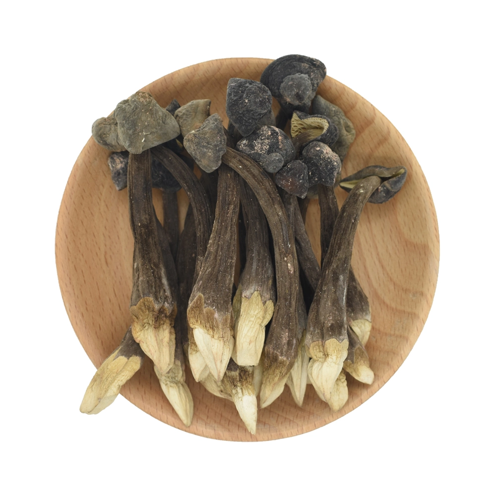 Nutritional Quality Collybia Albuminosa Dried Mushroom with Health Benefits