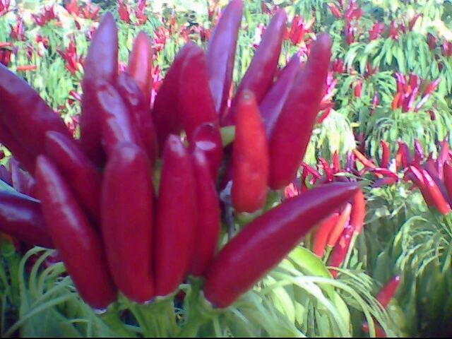 Organic Single Spices Dried Chili Pepper Hot Pepper Red Chilli for Sale/Tianjin Chilli