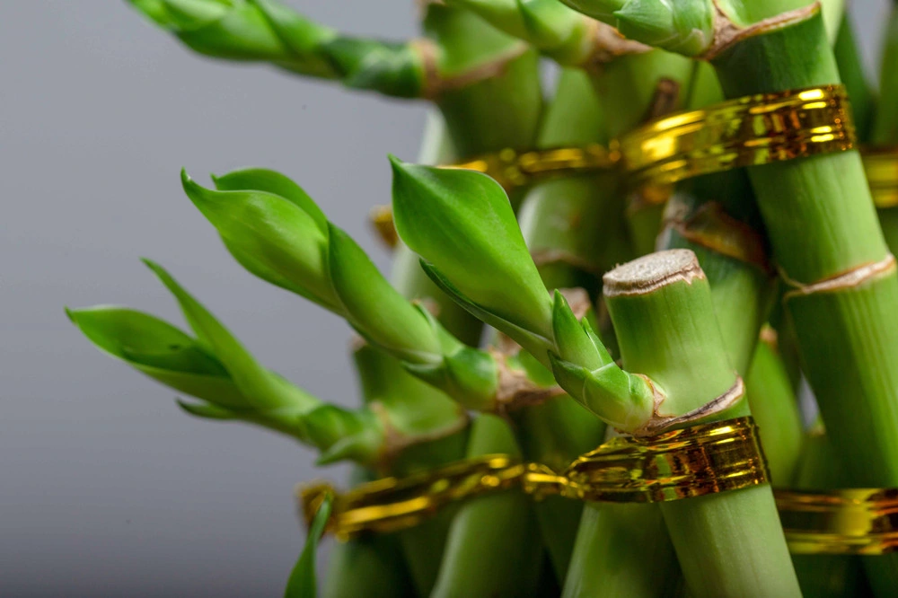 Dracaena sanderiana forma pirámide plantas de bambú Lucky al por mayor