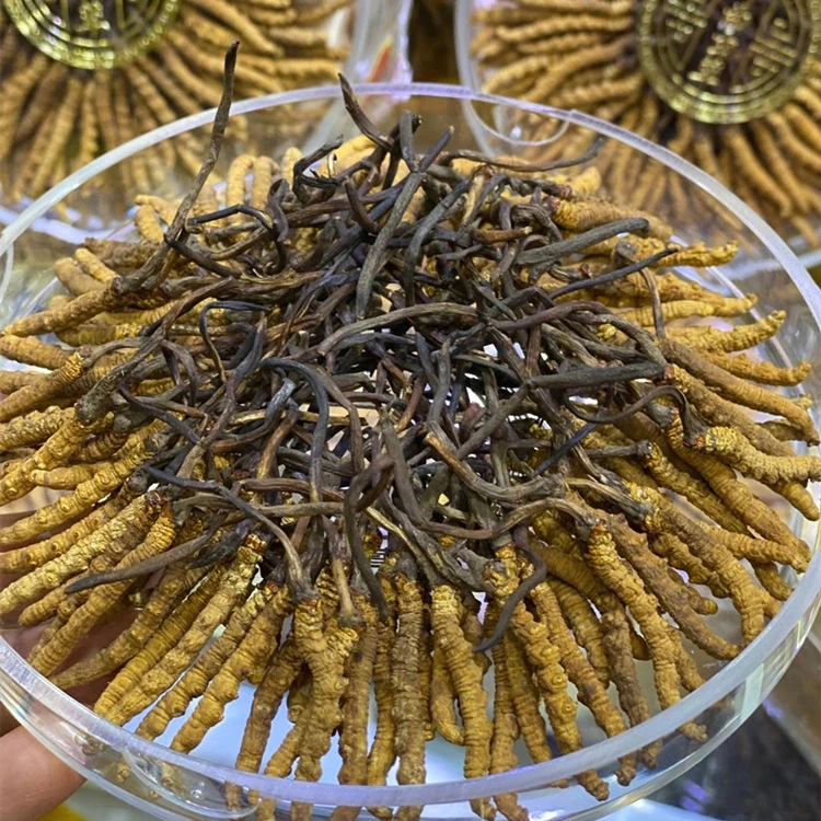 Cordyceps Mushroom Traditional Chinese Medicine Herb Wholesale/Supplier Bulk Pacakge Naqu Fungus Cordyceps Militaris