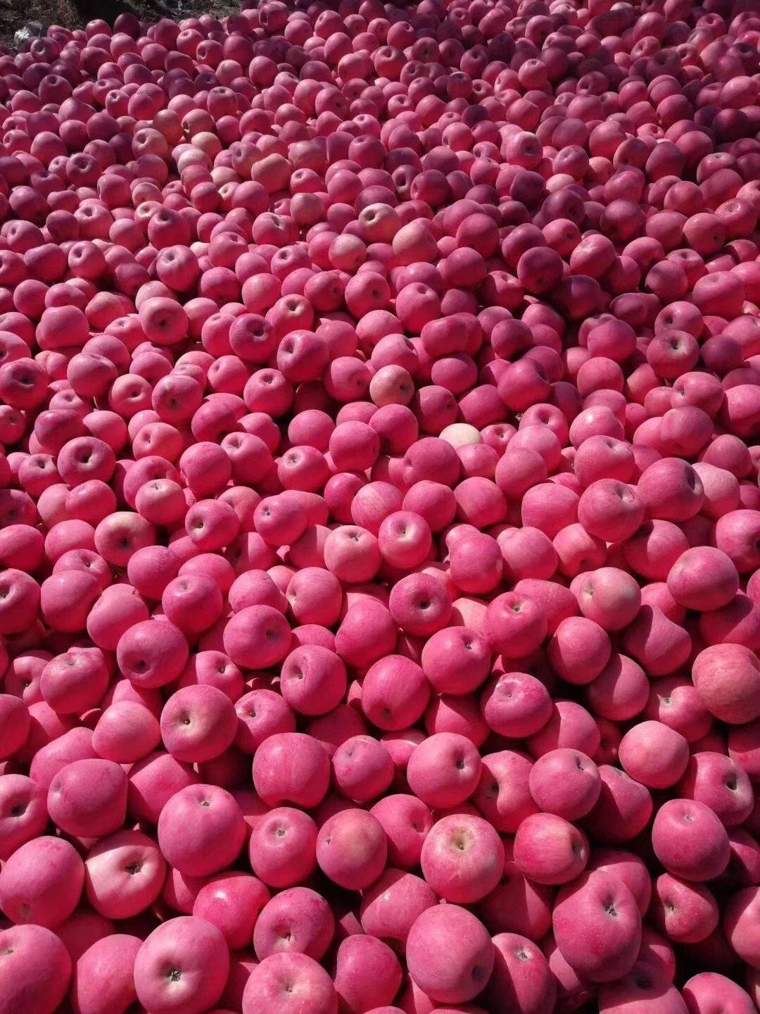 Fresh Chinese Yantai Paper Bagged FUJI Apples with Carton