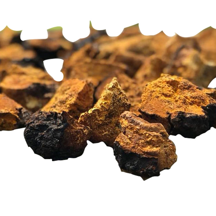 Hongo Chaga Inonotus orgánico Extracto de hongo Chaga hongo Chaga polvo polvo soluble en agua