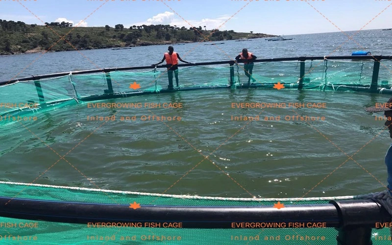 La piscicultura de HDPE de equipos para la acuicultura Jaula Flotante granja de tilapia comercial salir