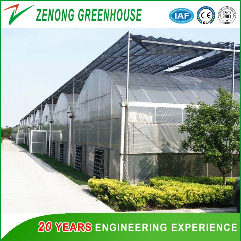 Poly Film Multi-Tunnel Greenhouse Plastic Greenhouse for Strawberry/Cherry/Fruit Tree