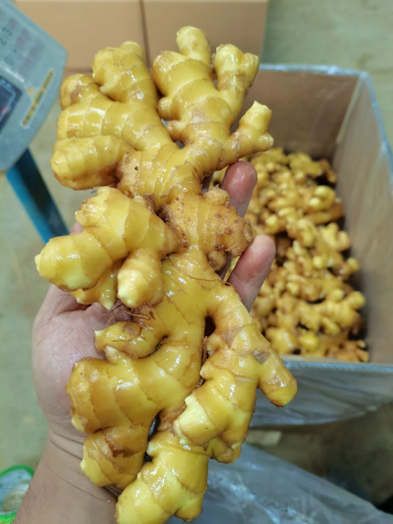 2022 Fresh Yunnan Yellow Ginger 10kg Packaging in a Carton with 40 RF Container Best Quality and Competitive Price