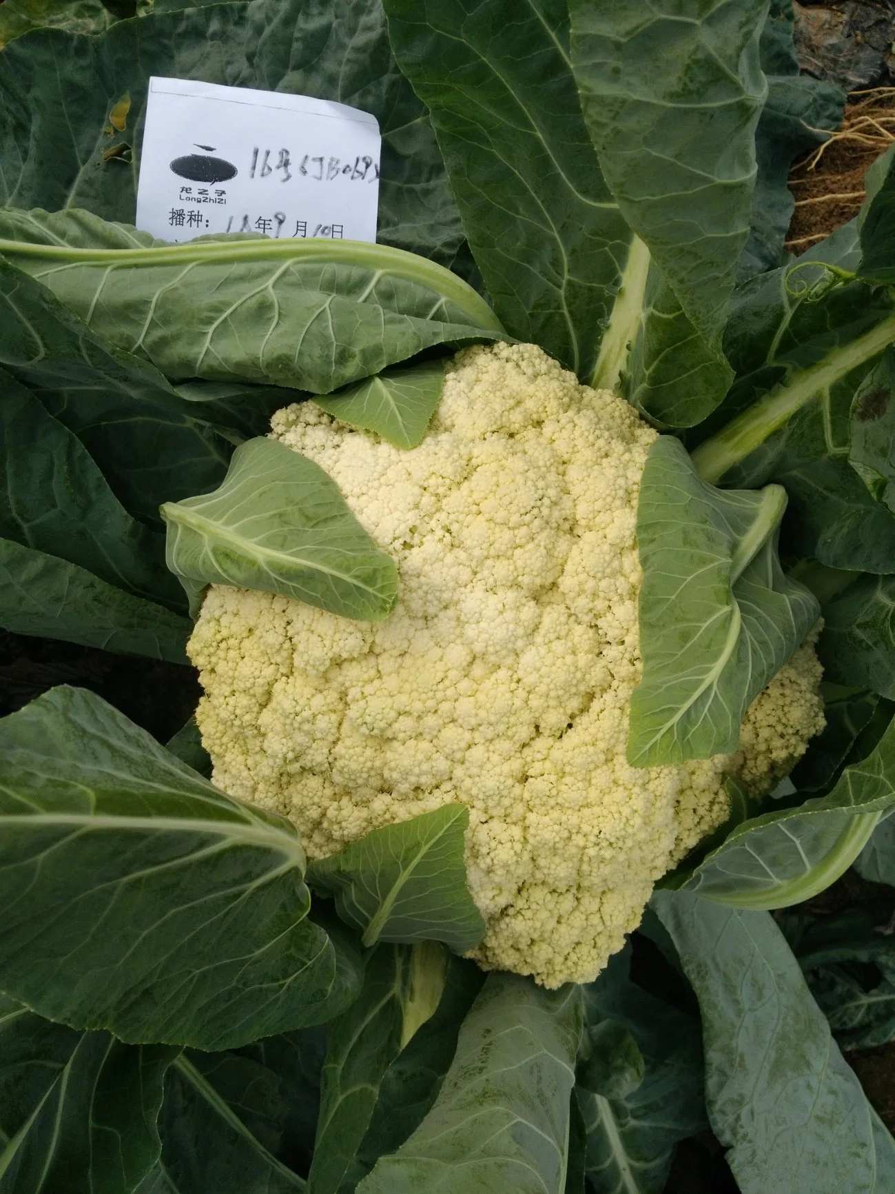 MID-Late Maturity Excellent Quality White Cauliflower Seeds for Planting