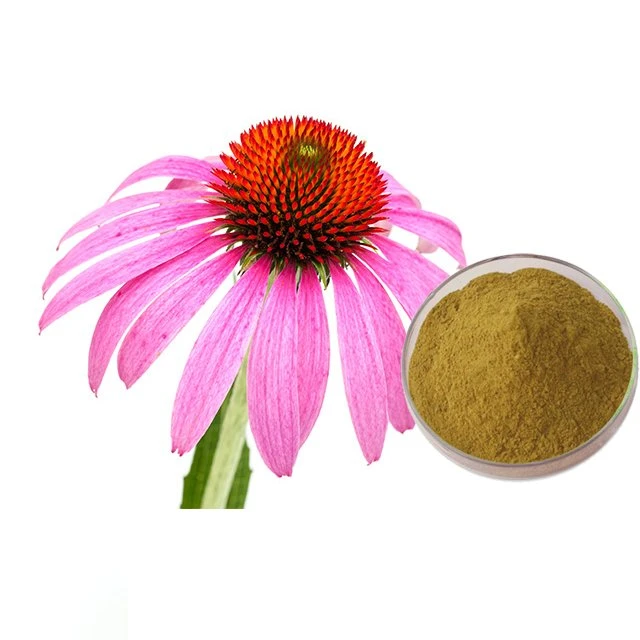 Vegan natürlicher Extrakt Echinacea Wurzel Extrakt Bulk Kräuter und Pulver