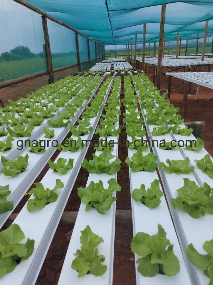 Hydroponics Vegetable Agriculture Lettuce Hydroponics Nft System Pipe Growing System