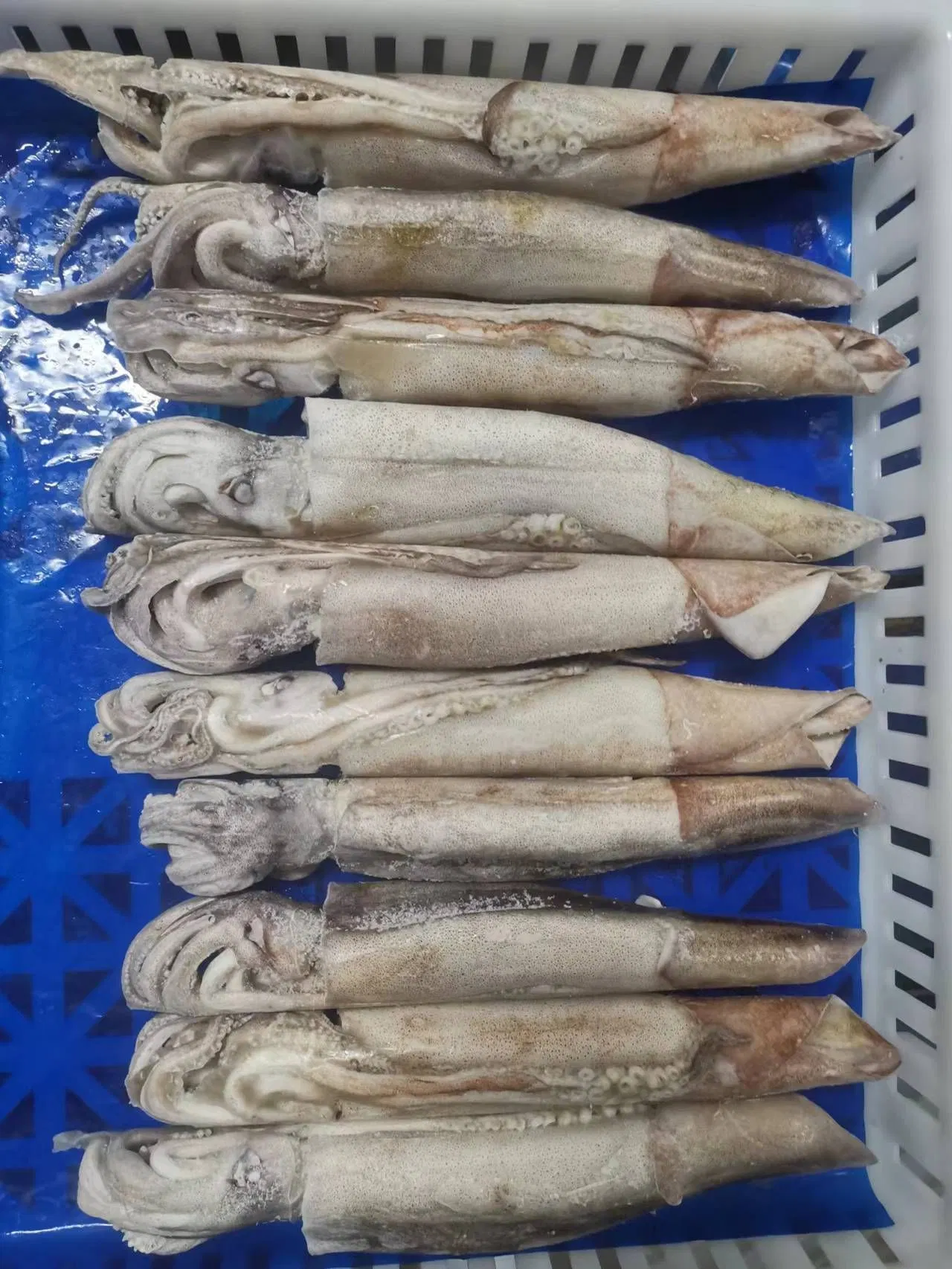 Frozen Seafood Wild Whole Round Squid/Calamari