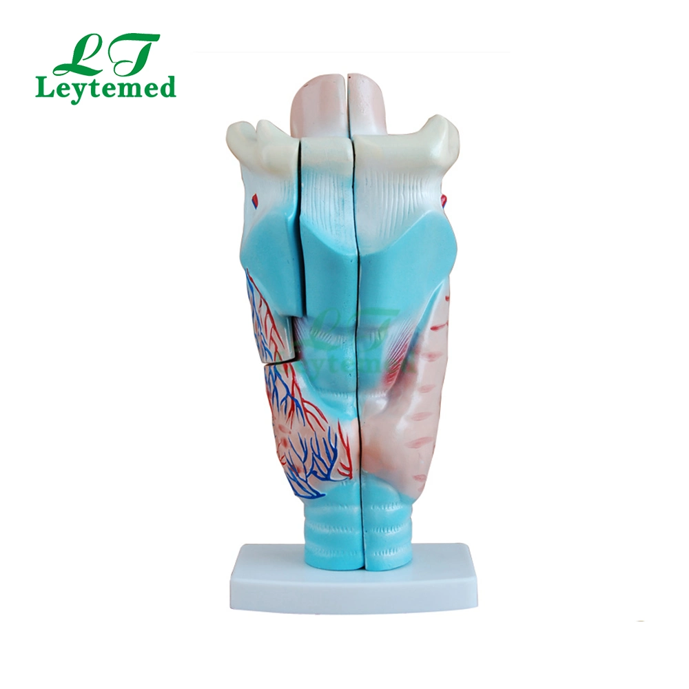 Ltm301 Life - Size Magnified Human Larynx Model Use with Medical