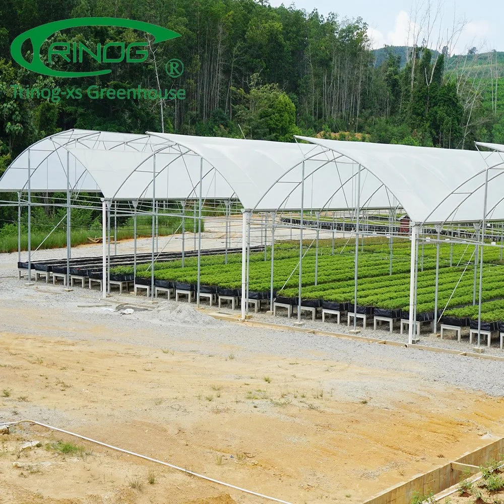 La agricultura Multi-Span PC policarbonato/hojas de vidrio de efecto invernadero gases de efecto invernadero de hortalizas de hoja de plástico /Casa Verde / para el cultivo de invernadero de flores