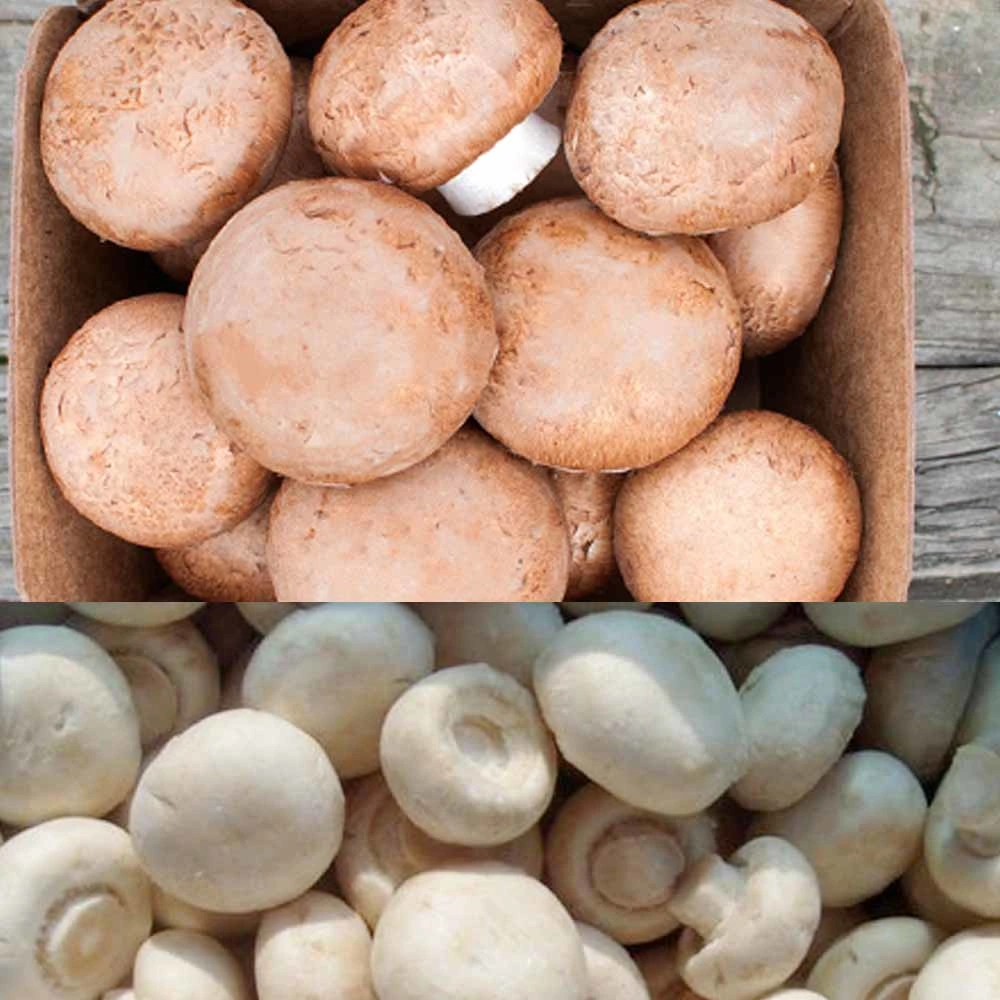 Frozen Champignon Mushroom, Button Mushroom Dices