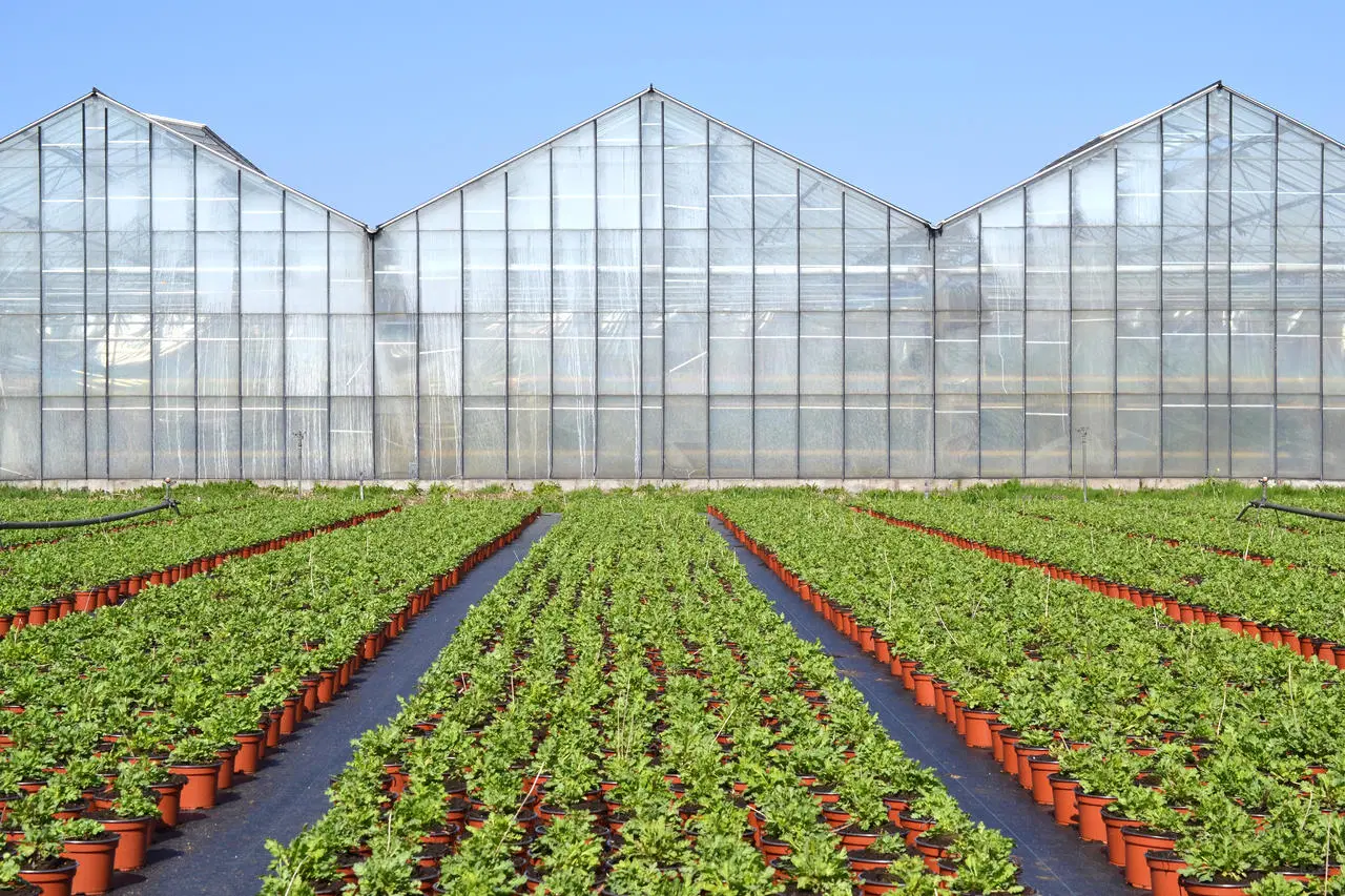 Large-Scale Greenhouses with Sturdy Frames for Farming Needs